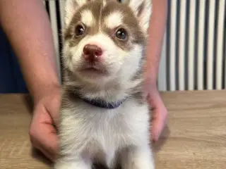 Lækre husky hvalpe 6 uger