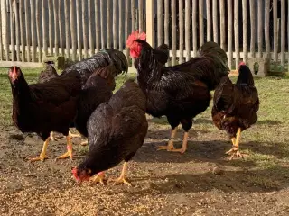 Rugeæg fra racen RiR