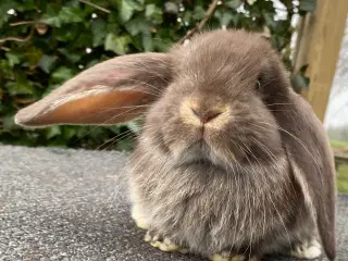 FRANSK VÆDDER HUN HAVANA OTTER
