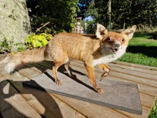 Flot udstoppet ræv sælges