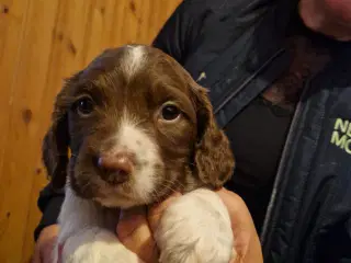 Søde hvalpe - engelsk springer spaniel  FT og Bob
