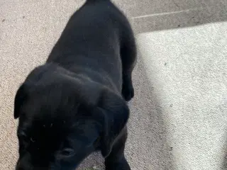 Hundehvalpe sælges