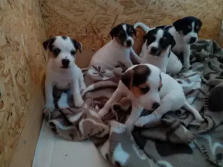 Jack Russell hvalpe 