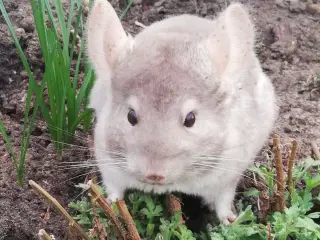 Chinchillaer modtages