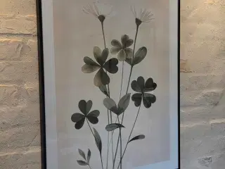 Blooming hope plakat 