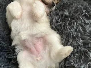 Mini boomer
