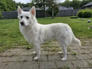 Dansk Spids hvalpe