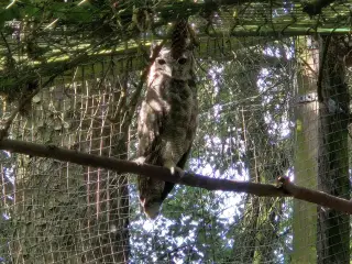 Grå Hornugle avlspar - Bubo Cinerascens