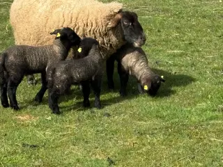 Får med lam sælges