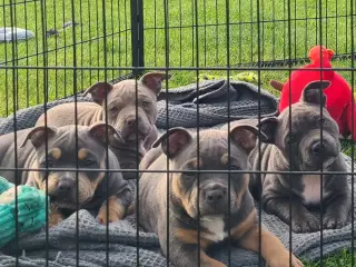 American Bully pocket  Blå dreng 