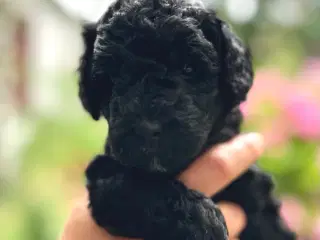 Sorte Goldendoodle F1bb-mini hvalpe