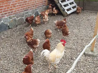 Havehøns 