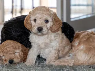 Cavapoo hvalpe