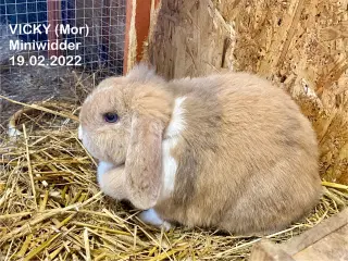 Kærlige kaniner klar til nyt hjem 🐇❤️