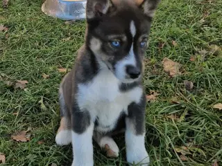 1 unik rottsky hvalp søger et nyt, kærligt hjem