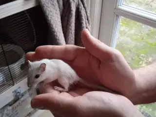 hun ørkenrotte unge sælges.