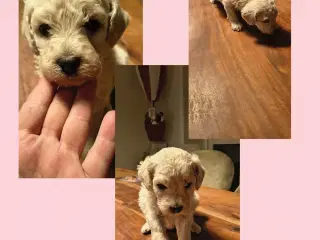 Sødeste små mellem puddeler 