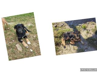 Amy og Amelia