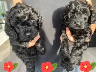 Cavapoo f1b 