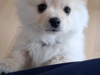Smuk Pomchi
