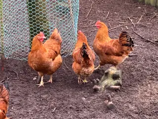 New hamsire høns