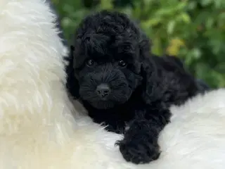 Maltipoo pige