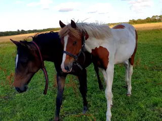 Pinto Hingst 1 år