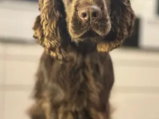 Avls han. Ikke til salg. Engelsk Cocker spaniel