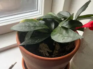 Hoya carnosa and Begonia