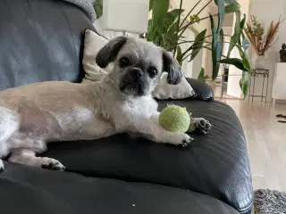 5 år gammel Shih tzu
