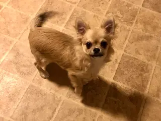 Langhåret DKK Chihuahua 