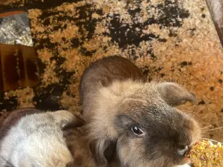 2 søde kaniner 