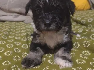 Bishon Havanais Halvpe