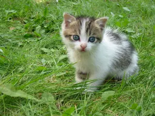 pretty young kitty