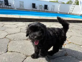 Maltipoo-hvalpe med charme og krudt i halen!