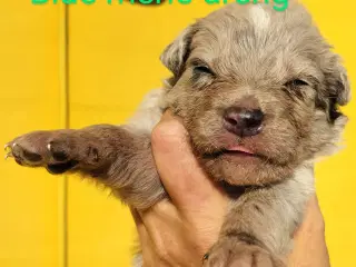 Aussie/lagotto. Skønne krøller 