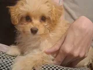 Pompoo hvalpe 1 pige 2 drenge klar nu