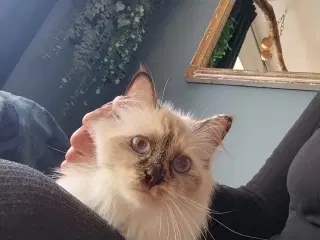 Ragdoll/Birma hunkat 