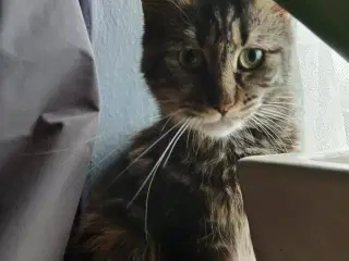 Maine Coon pige