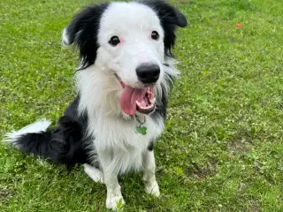Aslan Border collie kastrat 