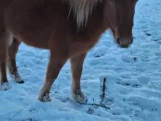 Islænder 4-års hingste