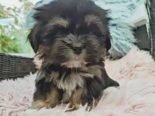 Lhasa apso hvalpe med stambog 