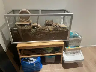 Bur og Terrariet