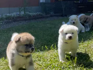Hundehvalpe