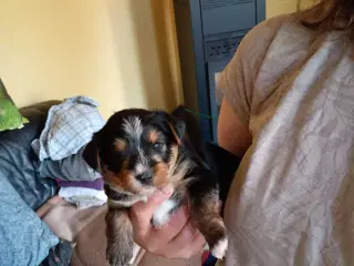 Yorkshire Terrier hvalpe 