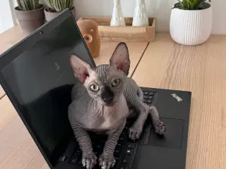 Sphynx kat søger nyt hjem