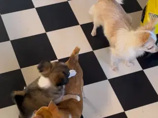 Sød Chihuahua tæve søger nyt hjem