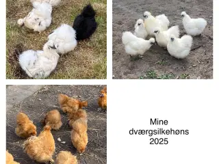 Rugeæg dværg silkehøns