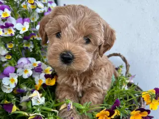 Lille labradoodle 