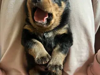 Rottweiler hvalpe 